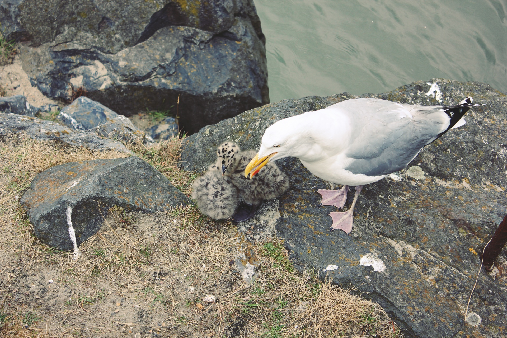 Seagull Feeding Chicks