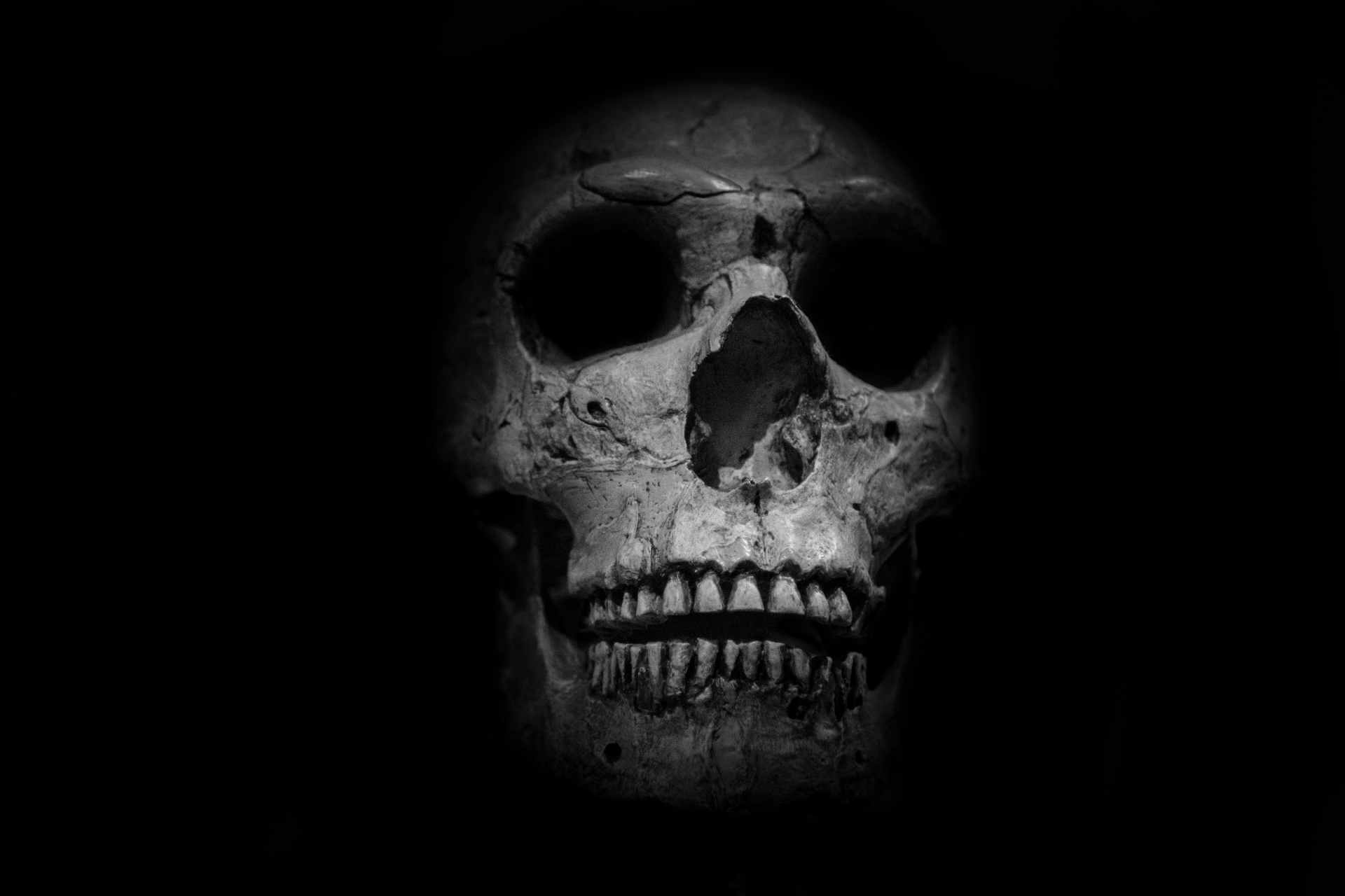 Skull - Halloween