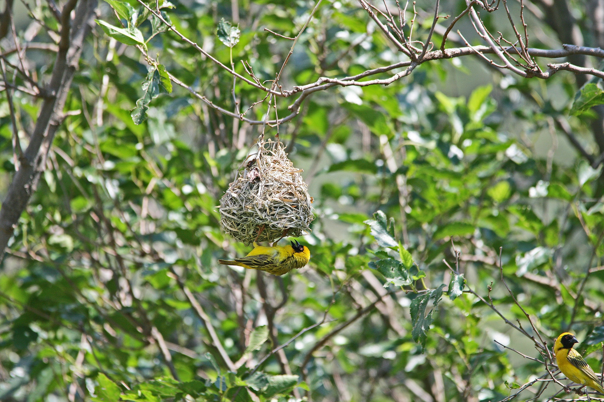 southern masked weaver and nest