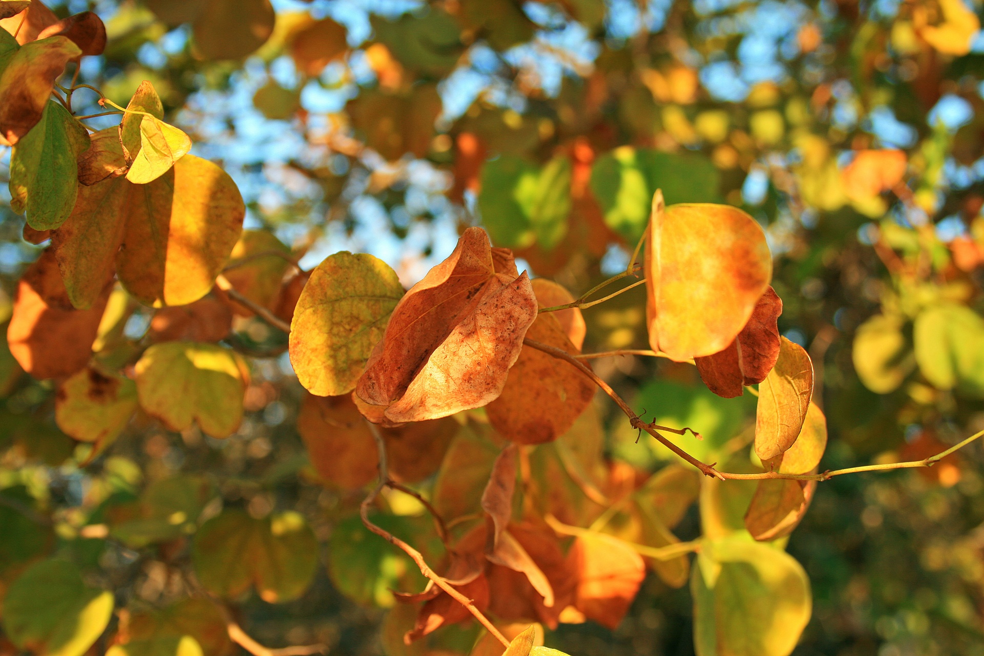 Yellow-gold Leaves