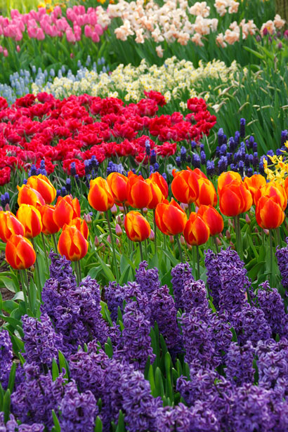 Flori frumoase Poza gratuite - Public Domain Pictures