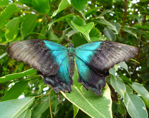 Blue Butterfly Free Stock Photo - Public Domain Pictures