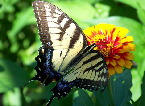 Motýl na květině Stock Fotka zdarma - Public Domain Pictures
