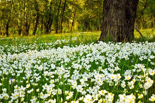 2,321,000+ Flower Field Stock Photos, Pictures & Royalty-Free