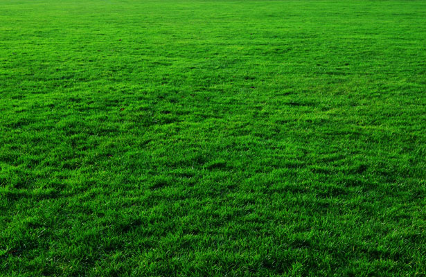 Grass Background Free Stock Photo - Public Domain Pictures