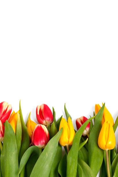 Isolated Tulips Free Stock Photo - Public Domain Pictures