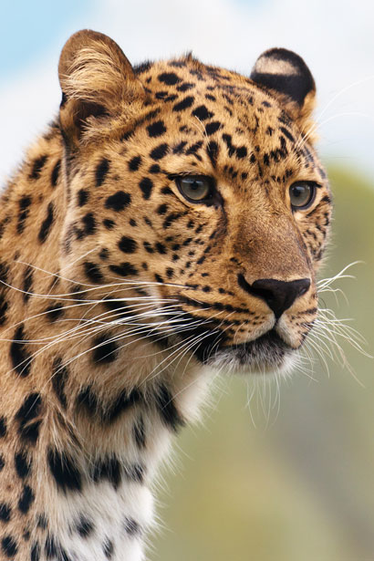 La cabeza de leopardo Stock de Foto gratis - Public Domain Pictures