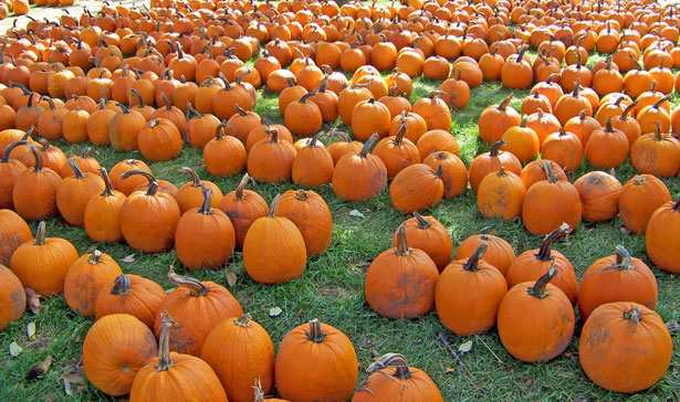 Pumpkins For Sale Free Stock Photo - Public Domain Pictures