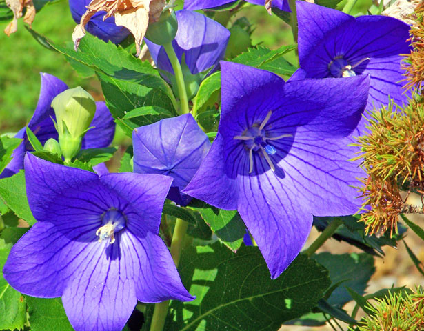 紫色花免费图片 Public Domain Pictures