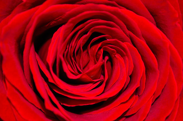 Rote Rose - Hintergrund Kostenloses Stock Bild - Public Domain Pictures