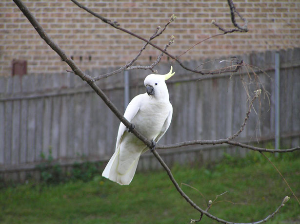 Pájaro blanco Stock de Foto gratis - Public Domain Pictures