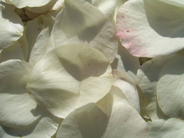 Petali di rosa bianca Immagine gratis - Public Domain Pictures