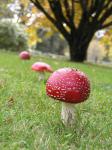 3 Mushrooms