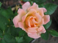A Newly Bloomed Parade Rose