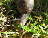 A Snail's Journey