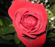 Another Beautiful Red Rose