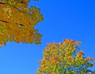 Autumn Leaves And Blue Sky