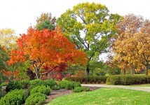 Autumn Trees In A Park
