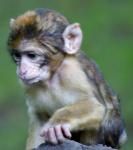 Baby Barbary Macaques