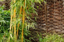 Bamboo Plant At Garden