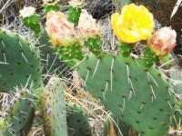 Beautiful Blooming Cactus