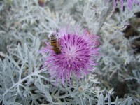Bee On Flower