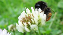 Bee On  Then Clover