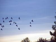 Birds In Autumn Sky