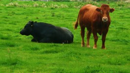 Black And Brown Bull