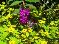 Black Butterfly On Flowers