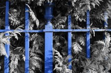Blue Fence And Shrub