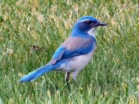Bluebird 1