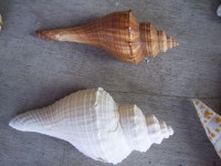 Brown And White Shell