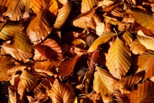 Brown Beech Leaves