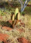Cactus On Galapagos Island