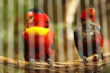 Caged Parrots