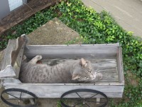 Cat In Wagon