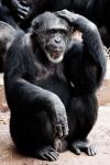 Chimpanzee Thinking