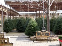Christmas Trees For Sale
