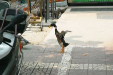 City Ducks