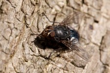 Close Up Of A Fly