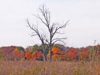 Dead Trees In Autumn Field