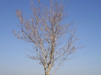Dead Winter Tree