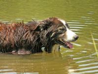 Dog In Pond