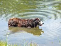 Dog In Pond