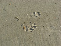 Dog Prints In Sand