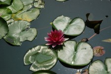 Dragonfly And Lilypads