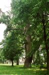 Tree In Sosnowica