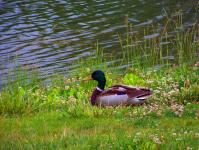 Duck Beside Pond
