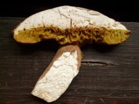 Sliced Mushroom